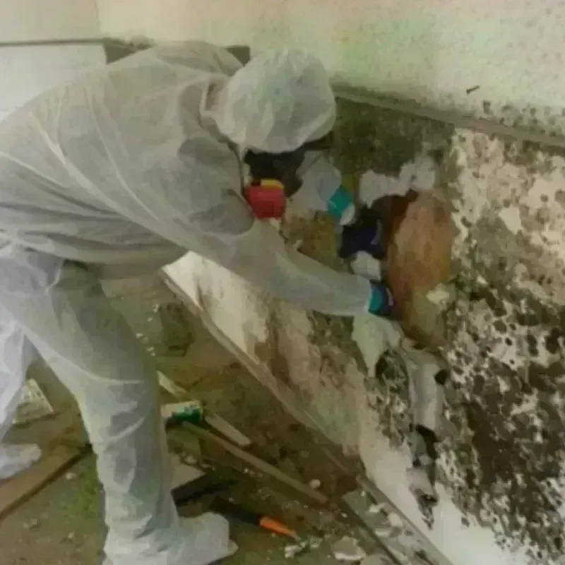 Mold Remediation and Removal in Indian Trail, NC